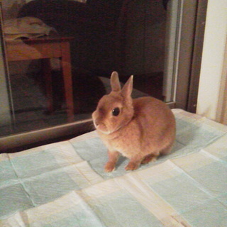 ぬいぐるみみたいなネザーランドドワーフ♪