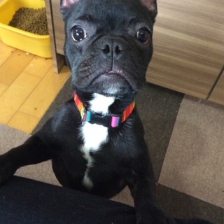 ８ヶ月のフレブル 男の子  