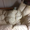 問題！シロはどこにいるでしょうか！