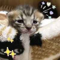マロン
