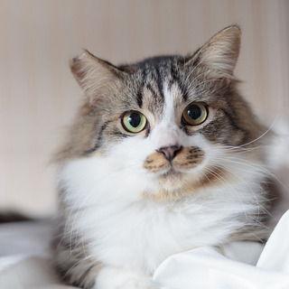 ノルウェイジャン？アランくん