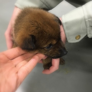 小さな女の子、みぃちゃん！