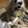 の写真