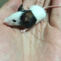 パンダマウスベビー
