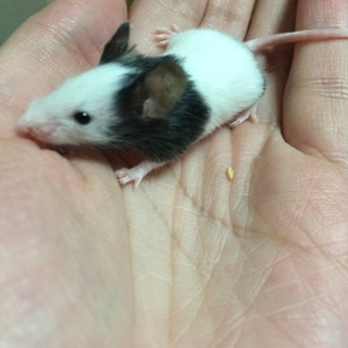 パンダマウスベビー