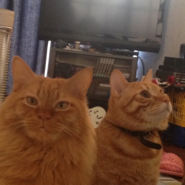 Telesaのカバー写真