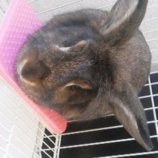 兎好きな方へ