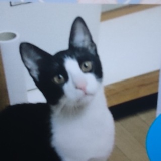 綺麗なトムキャット。レオくん