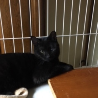 黒猫三兄弟。目にハンディあり。男の子。