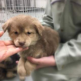 フワモコ！ハスキーみたいなハス美ちゃん