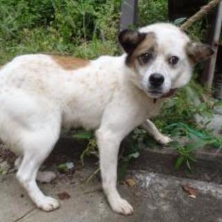 2015090005 　中型メス　白茶