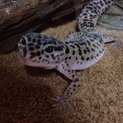 里親さん募集です！ヒョウモントカゲモドキです！
