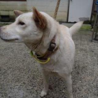 2015090010 　　中型メス