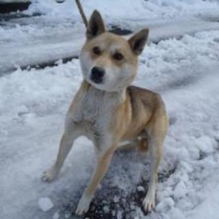 2016010004 　　中型オス