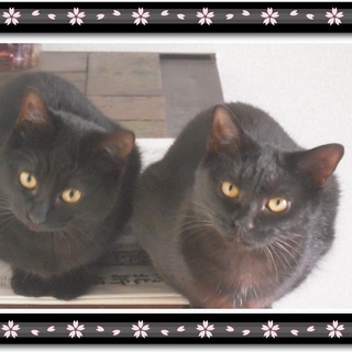 美猫シスターズ❤「ハミングちゃんとフラワーちゃん」
