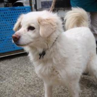 2016020006 　　中型メス