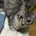甘えん坊な男の子猫ちゃん