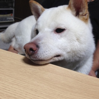 柴犬と北海道犬のMIX…