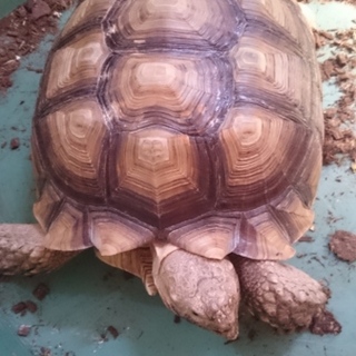 35㎝程のケヅメリクガメ里親募集