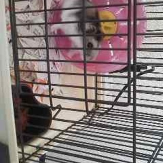 ハムスター好きな方