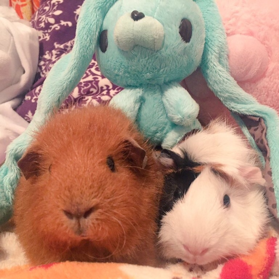 ビリーちゃんのカバー写真