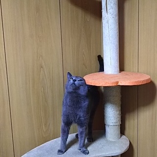 ロシアンブルーですが、軽度の障害有り･･･