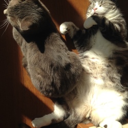 最高のヘソ天:.ﾟ٩(๑˘ω˘๑)۶:.｡