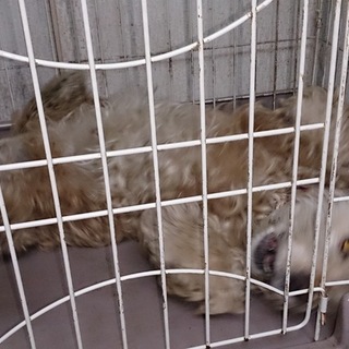 アメリカンコッカスパニエル オス 12歳です。