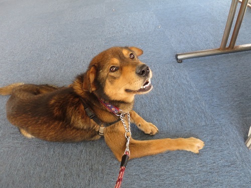 クネクネ甘える小さめな大 和歌山県 犬の里親募集 ペットのおうち 月間利用者150万人