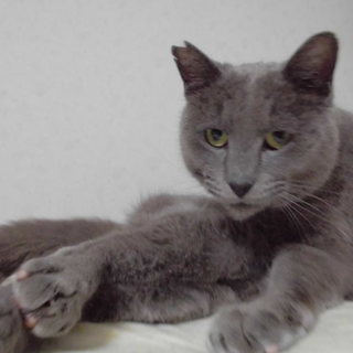 ロシアンブルーＭＩＸ約３歳とっても人懐っこいです。