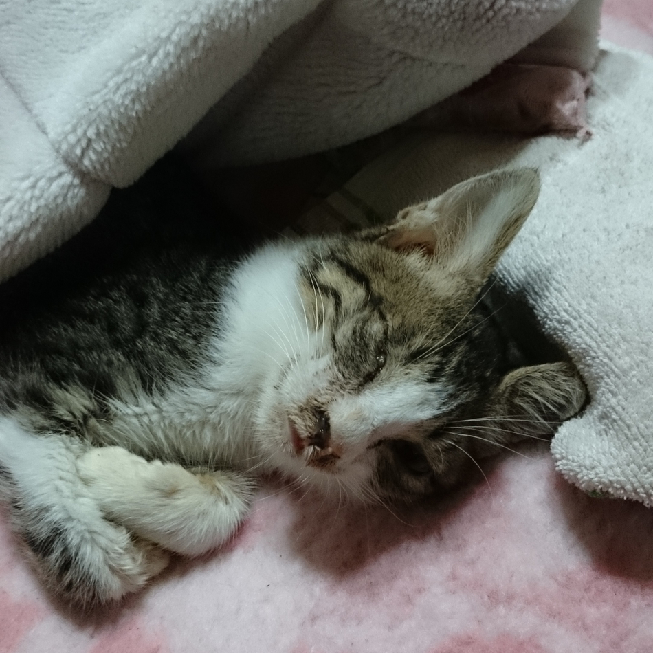 琥太郎のカバー写真