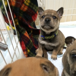 可愛い仔犬の里親さん募集❤️