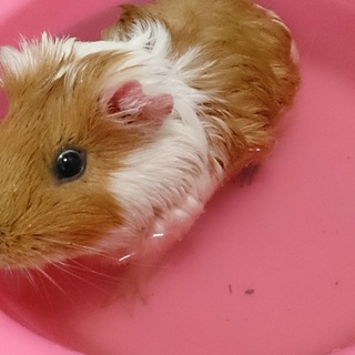 モルモット１歳♂引き取って頂ける方を探しています