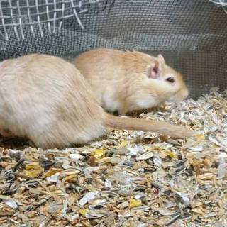 カラージャービルの里親募集中