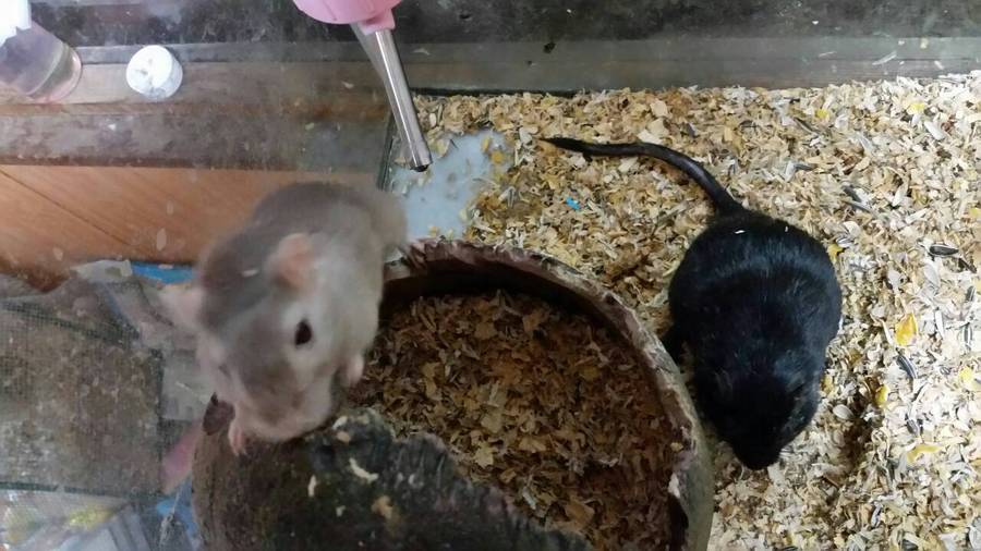 カラージャービルの里親募集中 サムネイル2