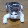 の写真
