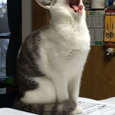 の写真