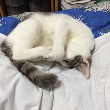 の写真