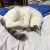 の写真