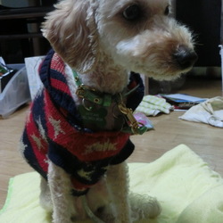 ラビのおさがり