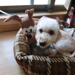 「ラビのおさがり」サムネイル3