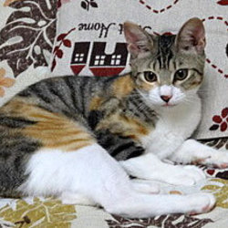 アットホームな猫の譲渡会！スカイツリー近くで開催！ サムネイル2