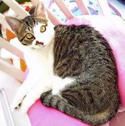 アットホームな猫の譲渡会！スカイツリー近くで開催！