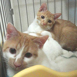 アットホームな猫の譲渡会！スカイツリー近くで開催！ サムネイル3