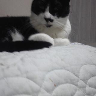 【お願いします】大人しい男の子3歳