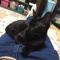 にゃんきち