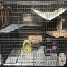 チンチラ用ケージです。