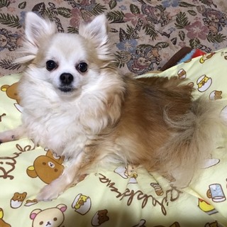 チワワの里親募集します