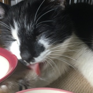 【緊急】靴下を履いたかわいい猫です。
