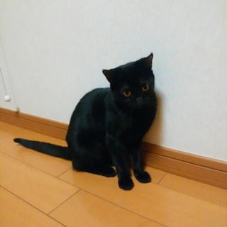 【トライアル】決定　甘ったれな黒猫のクロちゃん！